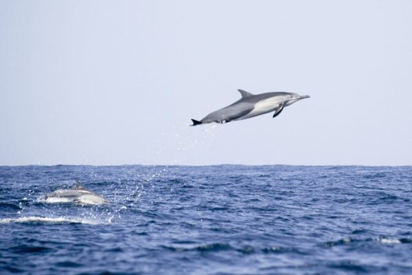 Spinner Dolphin