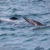 Swimming Dolphins in Muscat