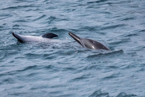 Swimming Dolphins in Muscat