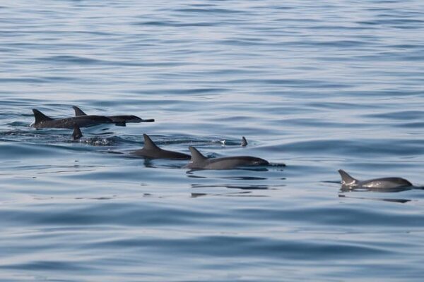 Dolphin pod swimming in the Gulf of Oman