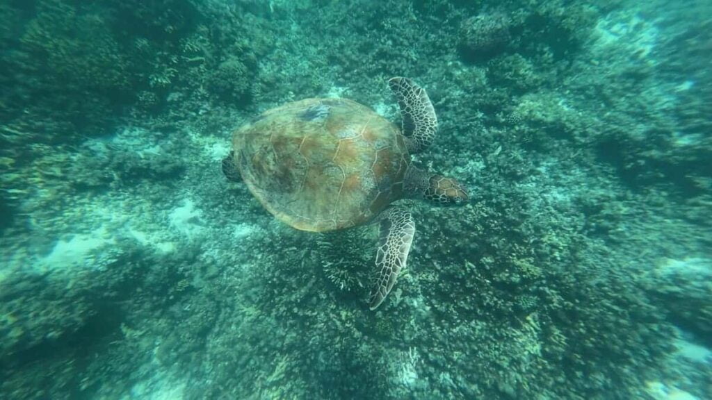 Daymaniyat Islands Turtles