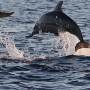 Dolphin Watching Boat Tour