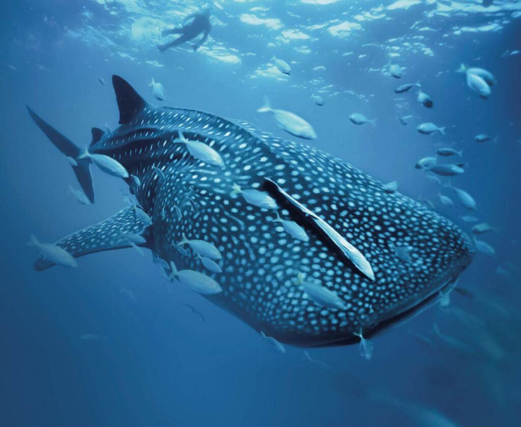 Whale Shark